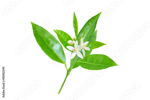 Neroli flowers  leaves and buds branch isolated on white