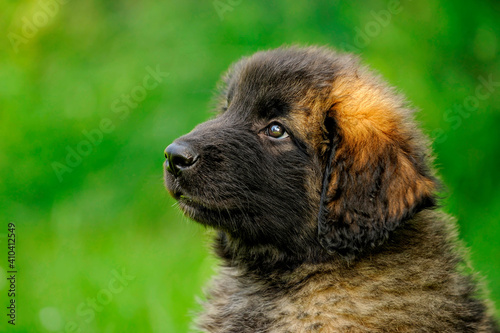 Leonberger  puppy 8 weeks plays in the garden