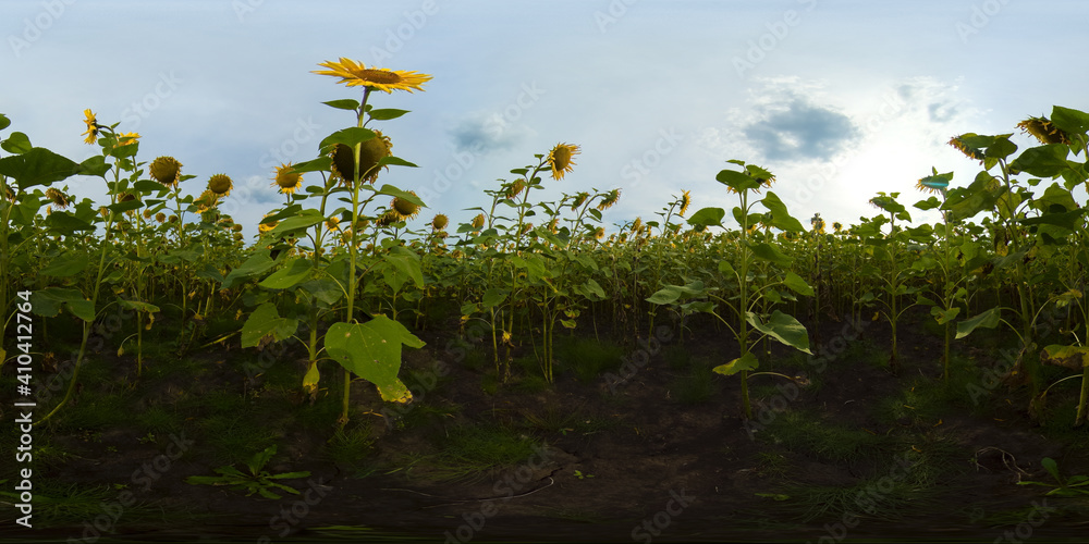 Fototapeta premium Blooming sunflowers and blue sky on a summer day. Summer landscape with sunflowers field. 360VR.