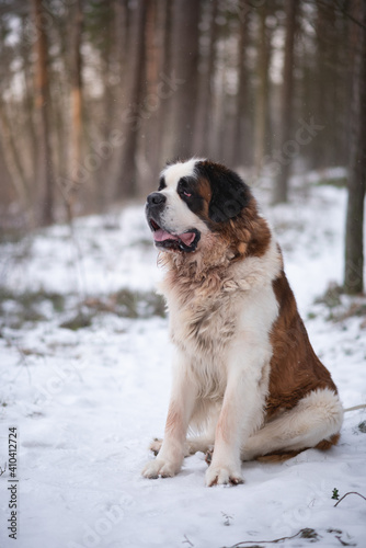Fototapeta Naklejka Na Ścianę i Meble -  daylight forest winter day with saint bernard dog