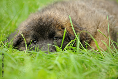 Leonberger  puppy 8 weeks plays in the garden