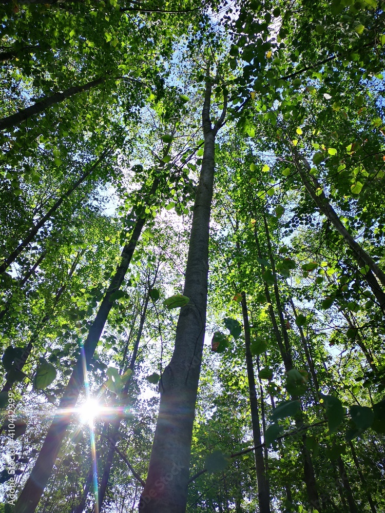 Fototapeta premium Waldspaziergang 