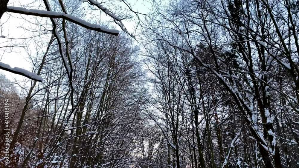 Leafless Trees With Hoarfrost In The Forest During Winter. low angle shot Leafless Trees With Hoarfrost In The Forest During Winter. low angle shot