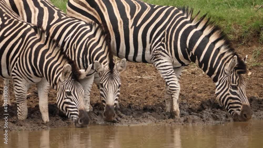 Heat shimmer as three Zebra drink muddy water from African water hole Heat shimmer as three Zebra drink muddy water from African water hole
