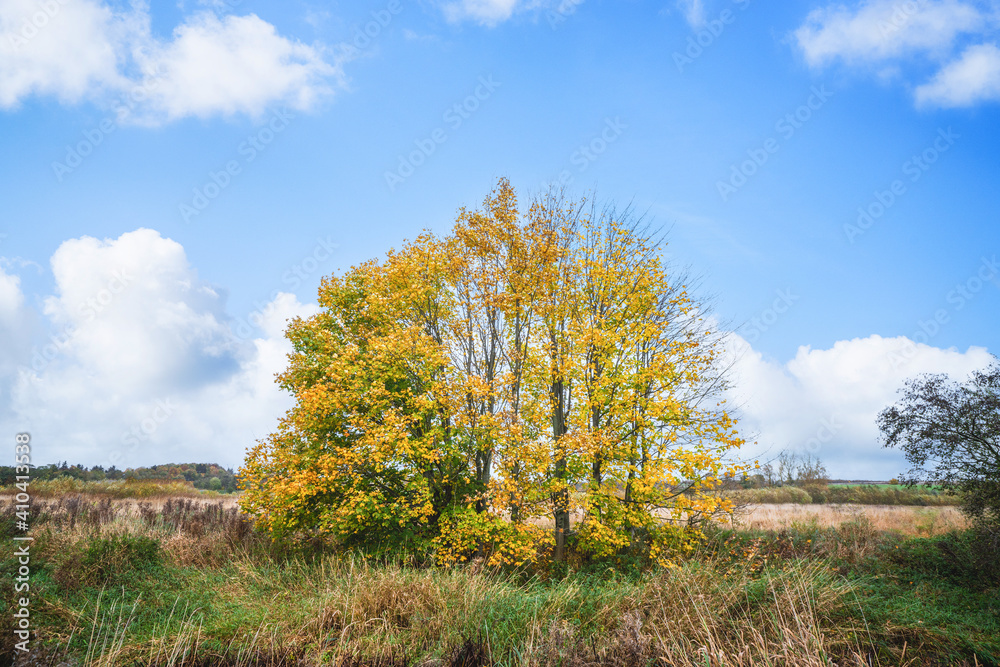 Fototapeta premium Colorful autumn scenery with trees