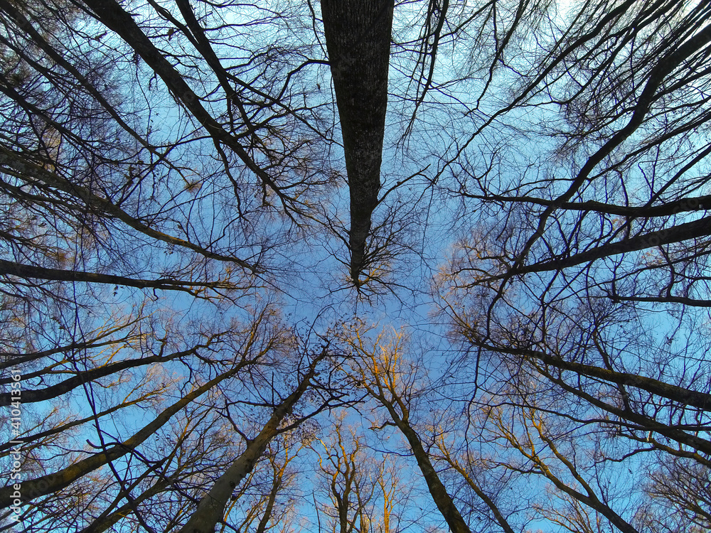 Fototapeta premium Look up