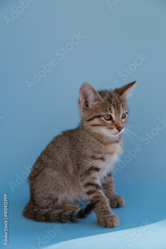 Shorthair tabby kitten on a blue background.