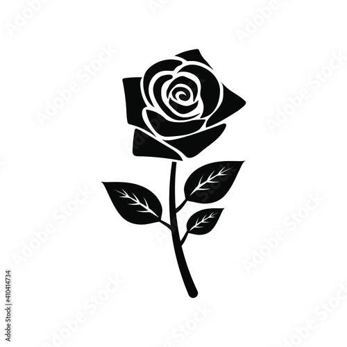  rose on white background