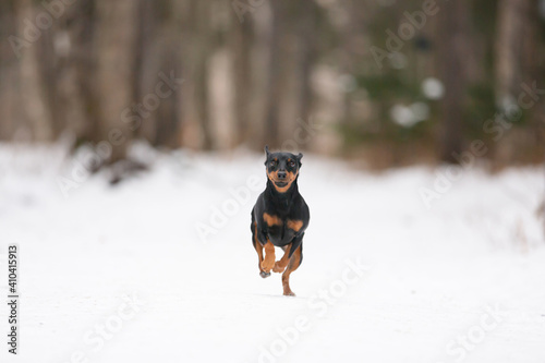 Cute black dog breed miniature pinscher running on the snow path outdoors in winter