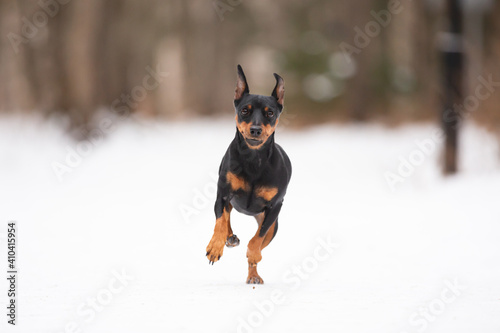 Cute black dog breed miniature pinscher running on the snow path outdoors in winter