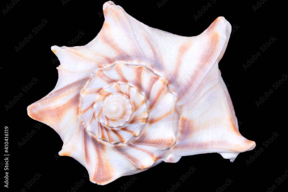 Single sea shell of Aliger gigas known as the queen conch isolated on black background, close up