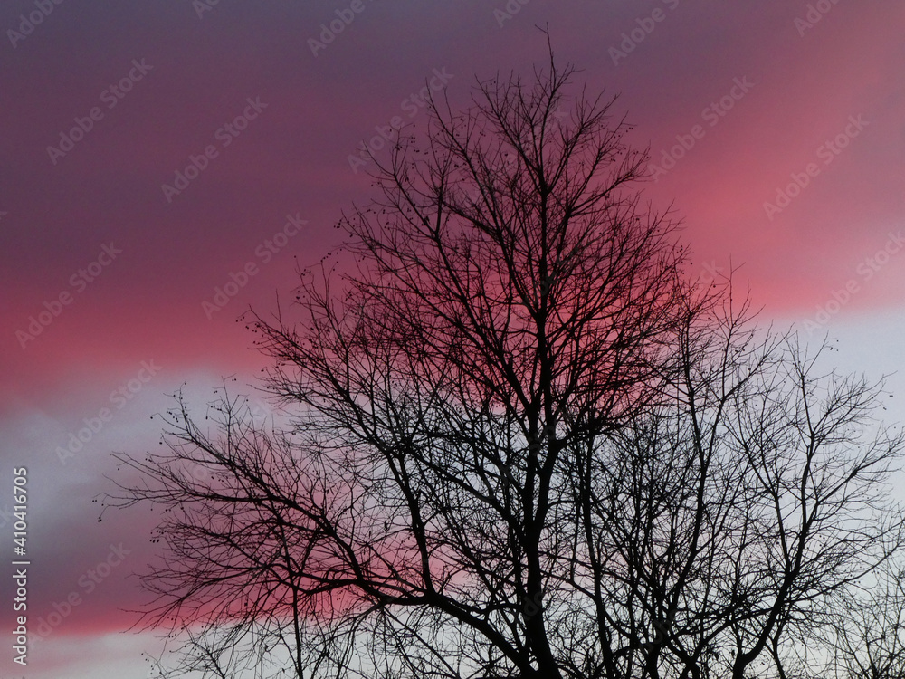 Purple morning sky and tree at sunrise Purple morning sky and tree at sunrise