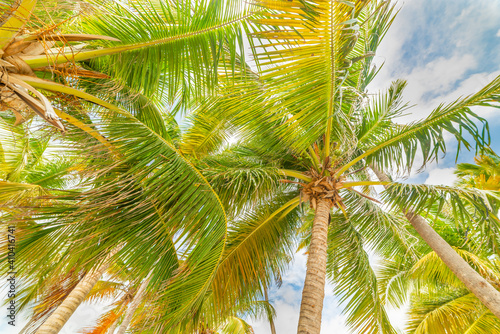 Coconut palm trees under a cloudy sky in Guadeloupe