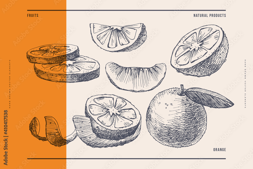 Hand-drawn orange. Dessert citrus fruit, wedges, and whole. Organic food concept. It can be used as a decoration element for markets, menus, and packaging. Vector botanical illustrations.