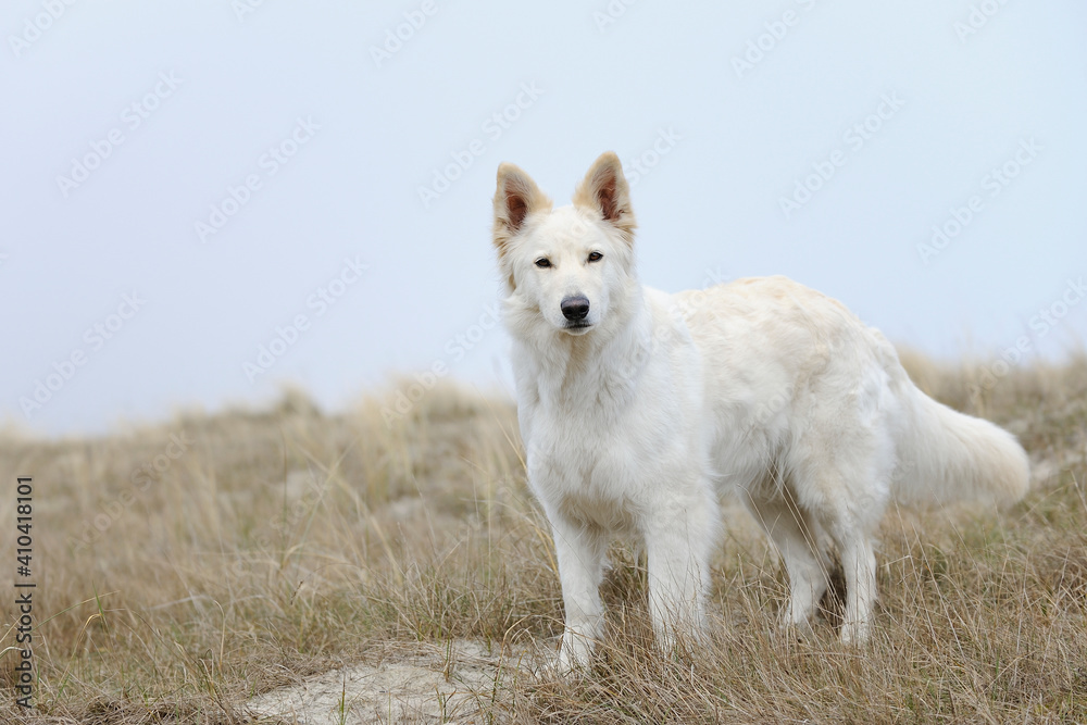 White Swiss Shepherd on the ocean in holiday White Swiss Shepherd on the ocean in holiday