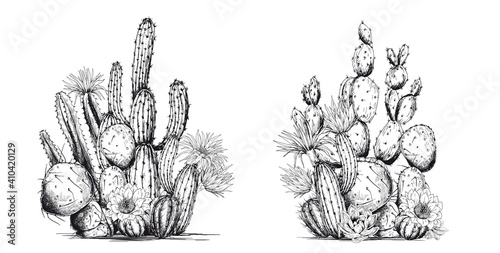 Black and white cacti composition.