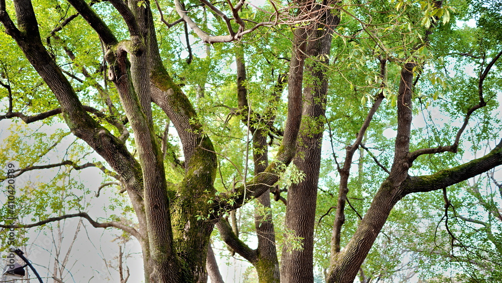 Naklejka premium 樹木から伸びる枝