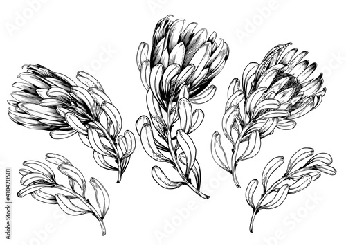Set of black and white protea flowers.