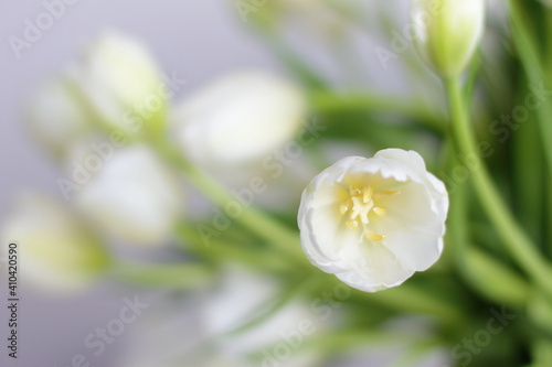 White tulips bouquet in vase in room, beautiful flowers present for 8 march, Valentine's day, mother day, birthday. Romance present, decoration for interior in bedroom 