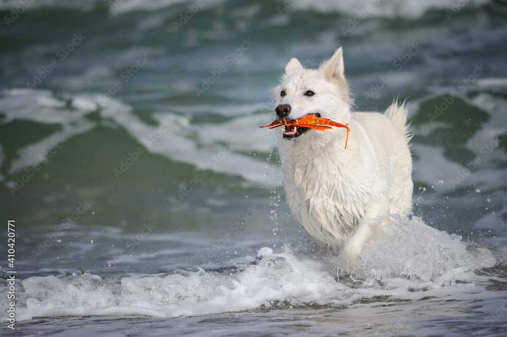 Fototapeta premium White Swiss Shepherd on the ocean in holiday