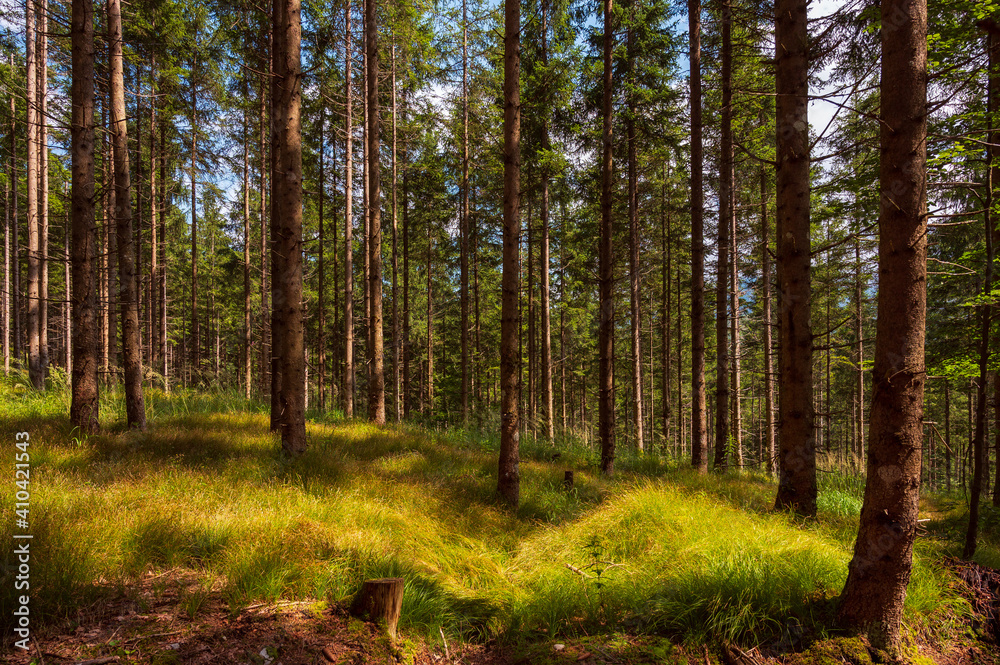 Fototapeta premium Waldstimmung in Österreich im Sommer