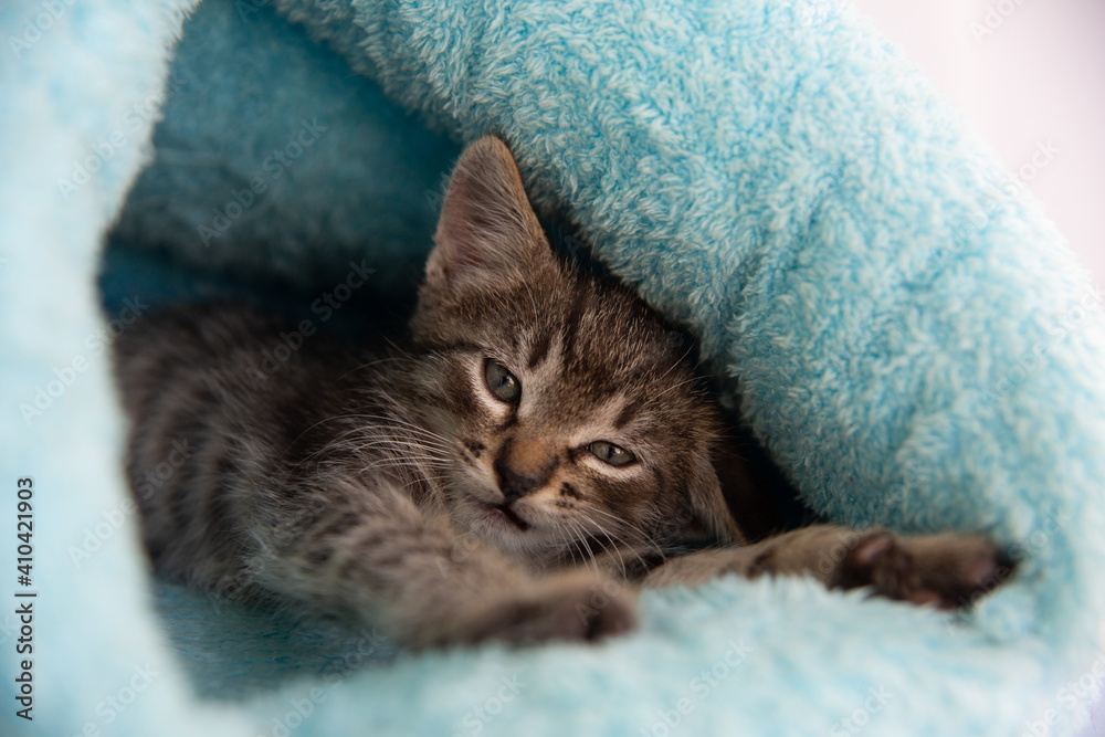 Tabby kitten sleeps in a soft blue house Tabby kitten sleeps in a soft blue house