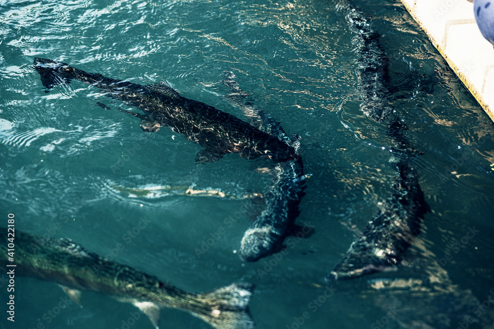 Naklejka premium Rainbow Karelian trout in the water top view.