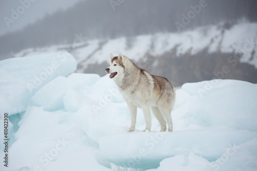 Siberian husky on ice on the frozen sea background. Gorgeous husky dog is standing and looking into the distance