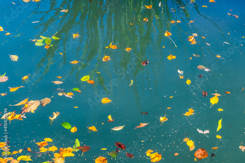 Autumn sketch on water: multicolored fallen leaves on water surface of pond