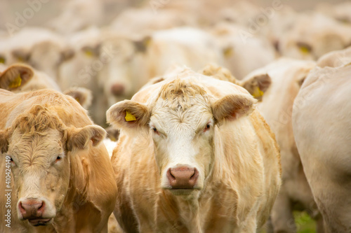 Eine Herde mit Uckermärker Rindern © Rainer Fuhrmann