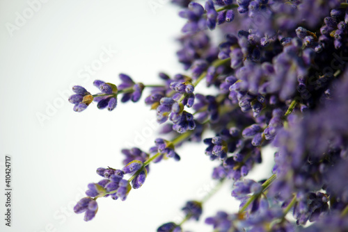 A bouquet of lavender flowers on a white background. Lavender flowers close-up. A bouquet of lavender flowers isolated on a white background. Top view  flat bed