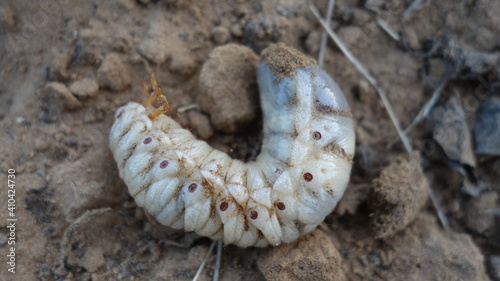 An Indian grub worm on the compost ground. White grub beetle in the field