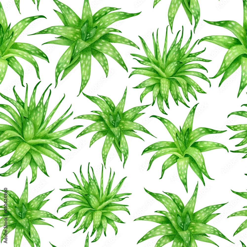 Watercolor aloe vera seamless pattern isolated on white background. Lush aloe green leaves design.