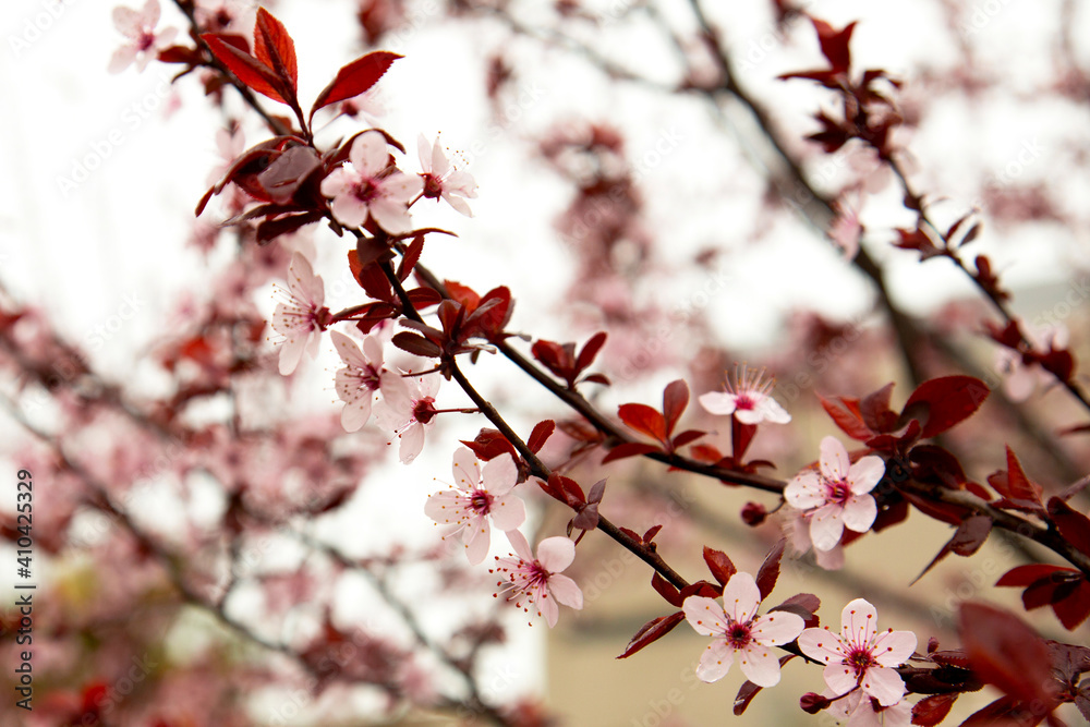 Beautiful flowering Japanese cherry - Sakura. Background with flowers Beautiful flowering Japanese cherry - Sakura. Background with flowers