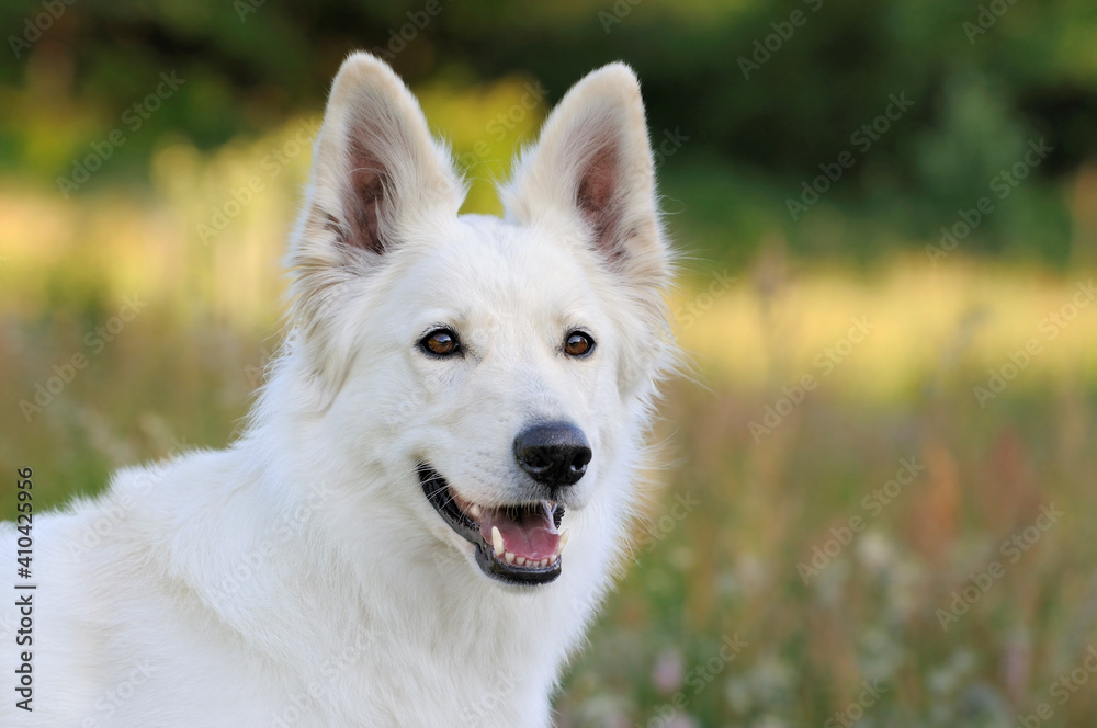 White Swiss Shepherd