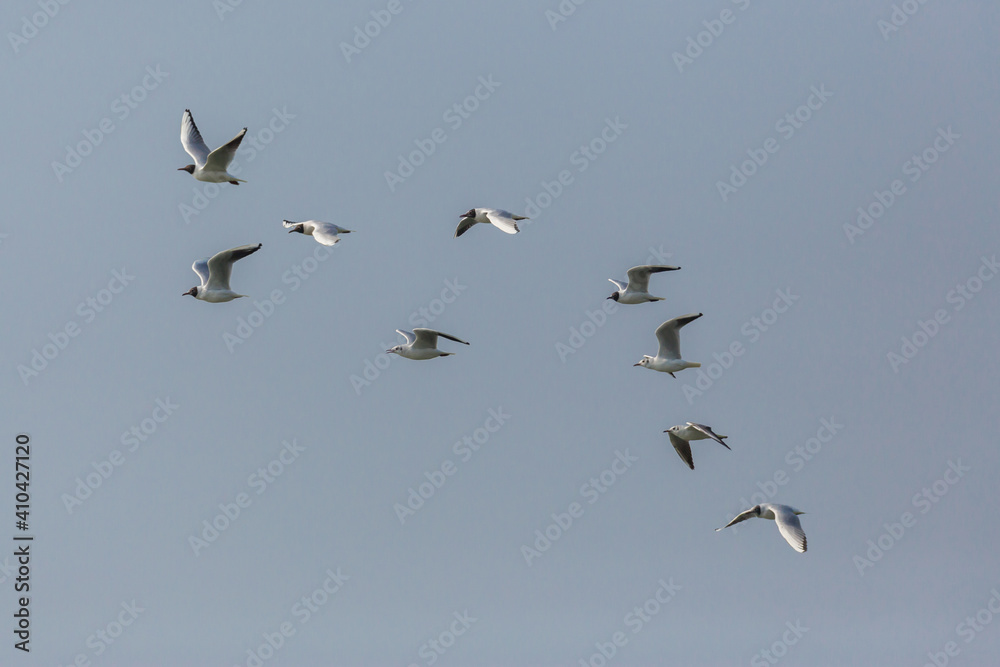 flock of black-headed gulls ( larus ridibundus) in flight