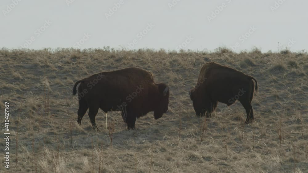Antelope Island Salt Lake City Utah Antelope Island Salt Lake City Utah