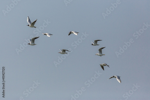 flock of black-headed gulls ( larus ridibundus) in flight © Pascal Halder