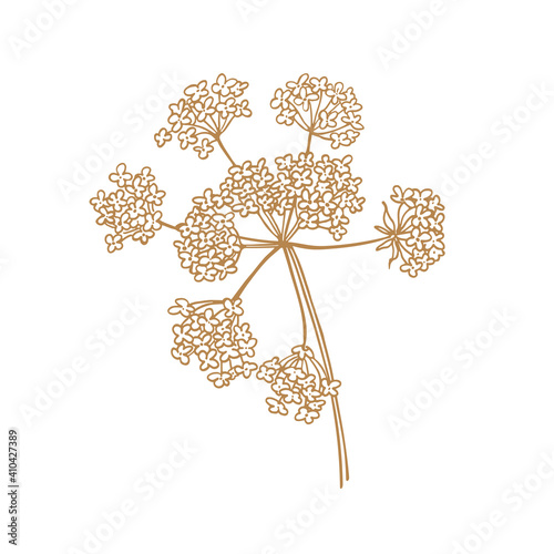 An elegant flower. Dahlia. Vector illustration. Sketch graphics.