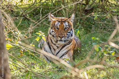 Female Tiger sitting in the bushes at Bandipur Forest