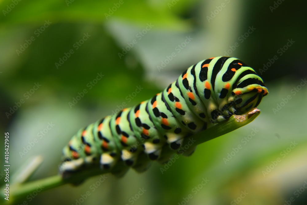 Makro Caterpillar