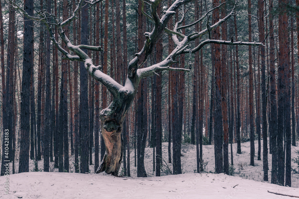 Forest at winter in Chojnowski landscape park near Konstancin-Jeziorna, Masovia, Poland
