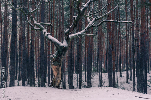 Obraz na płótnie Forest at winter in Chojnowski landscape park near Konstancin-Jeziorna, Masovia, Poland w salonie