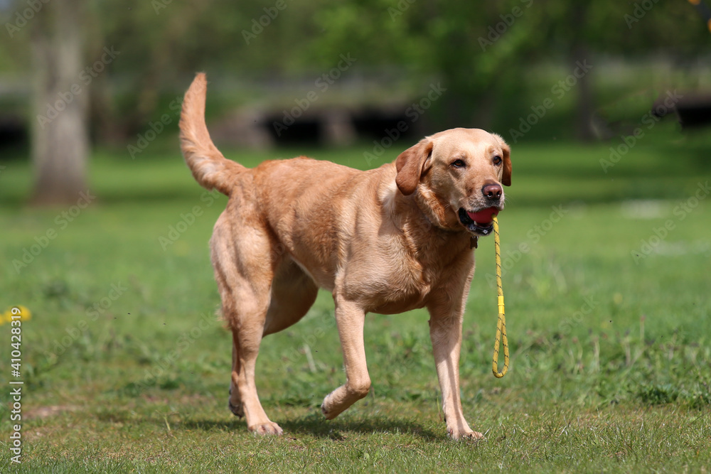 Labrador out for a walk carrying his ball Labrador out for a walk carrying his ball