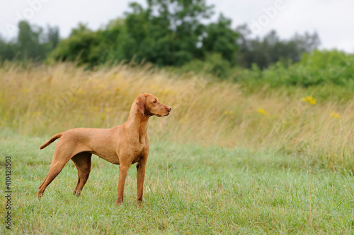 Magyar Vizsla on the field