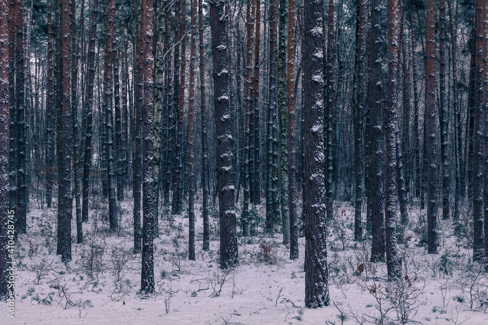 Forest at winter in Chojnowski landscape park near Konstancin-Jeziorna, Masovia, Poland