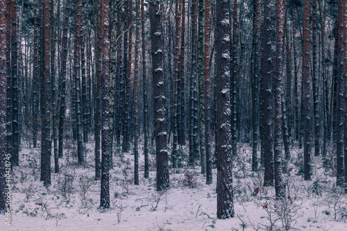 Obraz na płótnie Forest at winter in Chojnowski landscape park near Konstancin-Jeziorna, Masovia, Poland w salonie