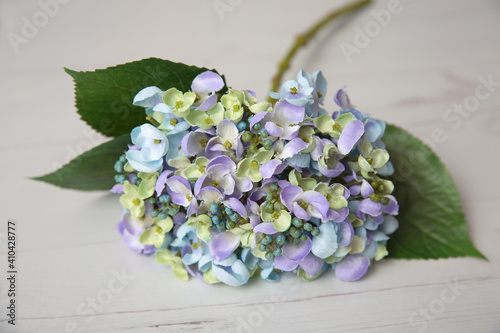 Single hydrangea photo