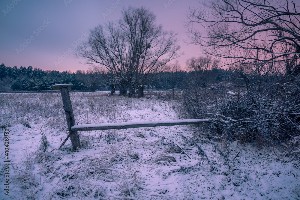 Willows in Chojnowski landscape park at winter near Konstancin-Jeziorna, Masovia, Poland