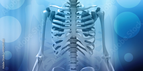 3d render Rib cage bones. Human skeletal system 
